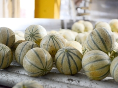 SOD melon Superoxyde dismutase